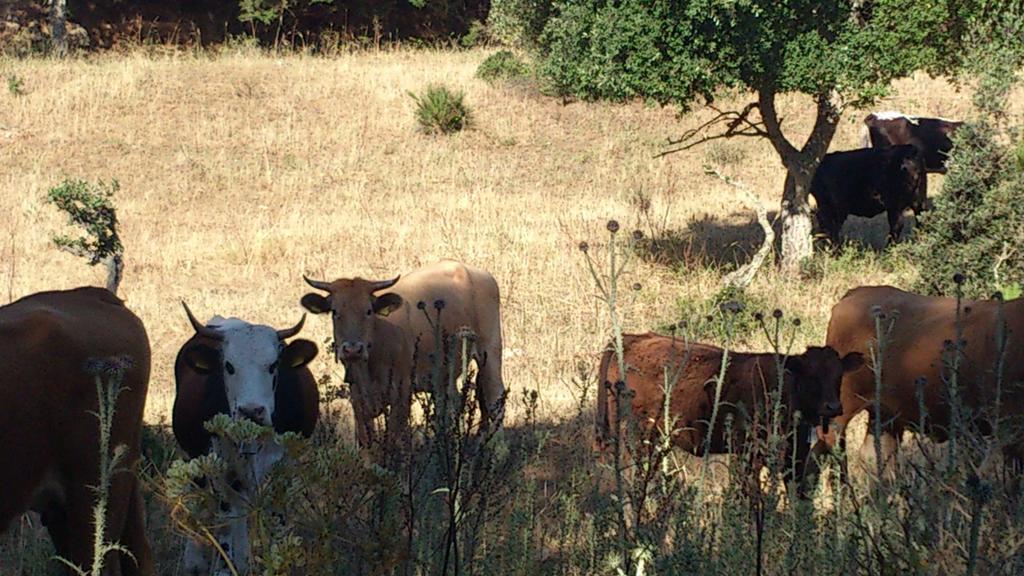 Riserva Del Noce Guest House Caltagirone Eksteriør bilde